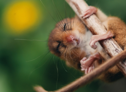 Dormouse