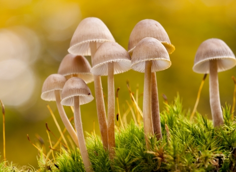 Fungi