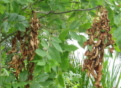 Ash dieback symptoms