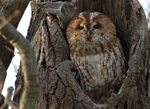 Tawny owl