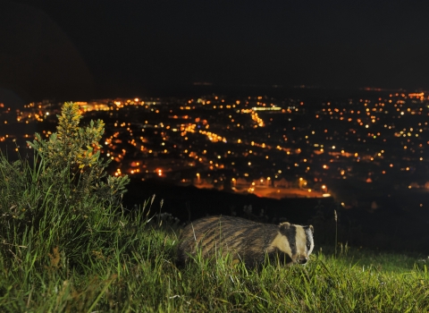 Urban badger