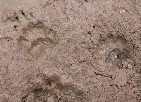 Badger tracks