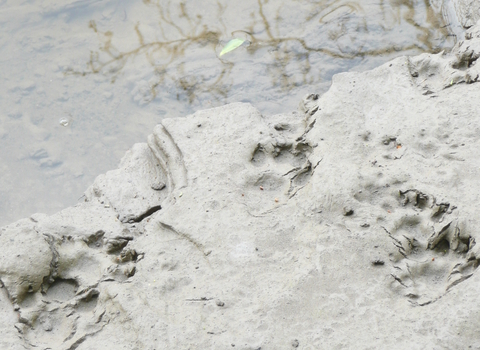 Otter tracks