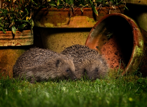 Two hedgehogs by night