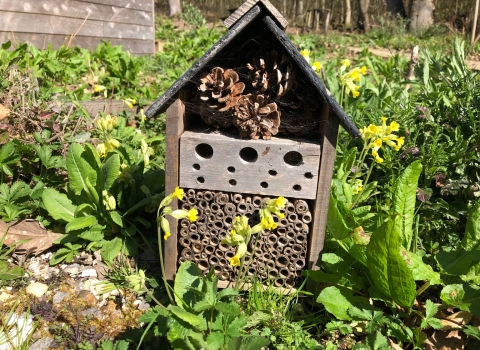 Bee home