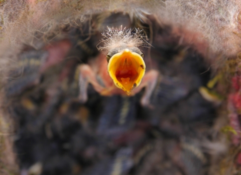 Tit nestling