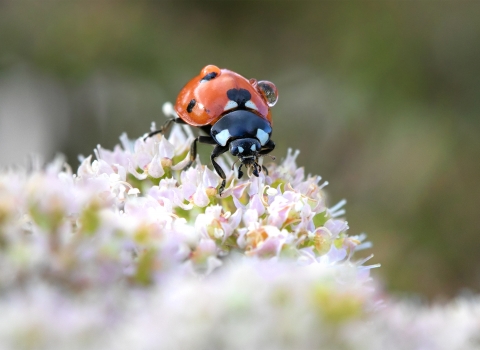 Dew covered ladybird