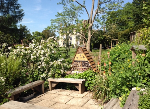 A wildlife garden