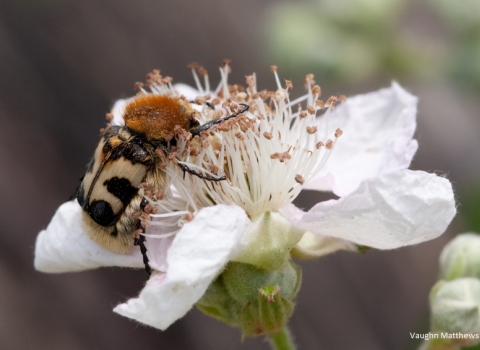 Bee chafer beetle