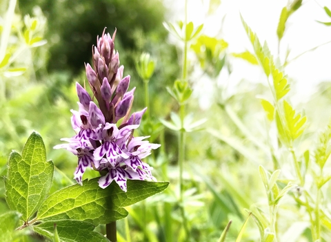 Orchid