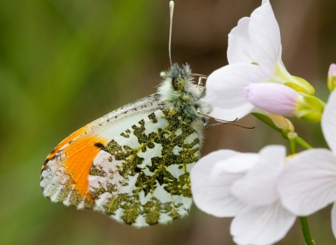 Orange tip butterfly