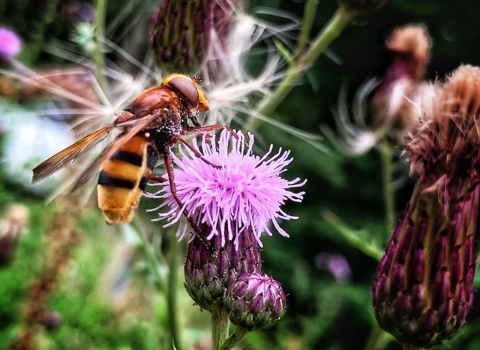 Hornet mimic hoverfly