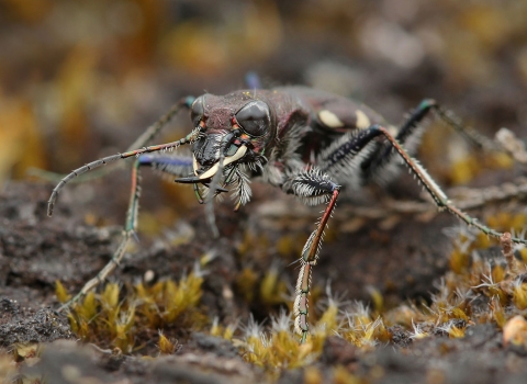 Heath tiger beetle