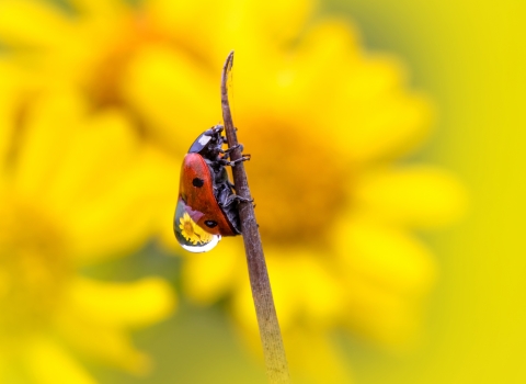Ladybird covered in dew