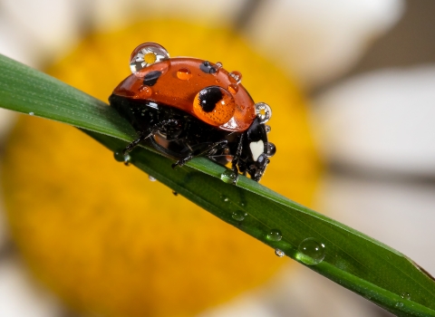 Ladybird