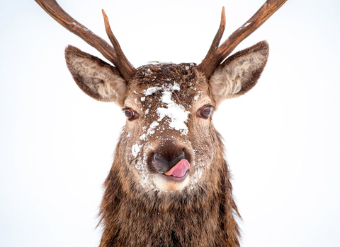 Red Deer Christmas Card 2020