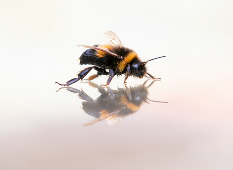 Bumble bee