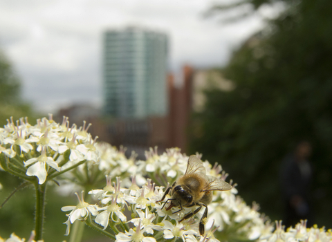 Urban bee