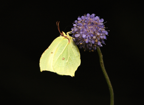 Brimstone