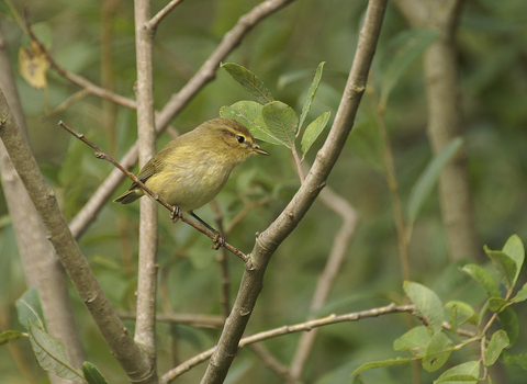 Chiffchaff