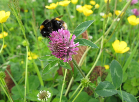 Bee on clover