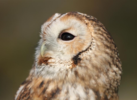 Tawny owl