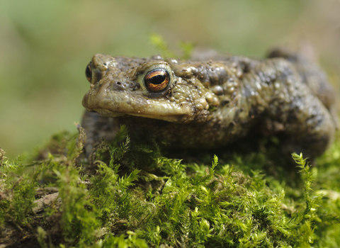 Common toad