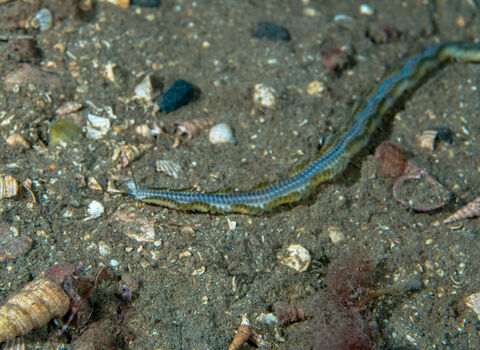 Ragworm