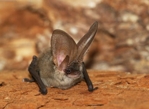 Grey-long eared bat 