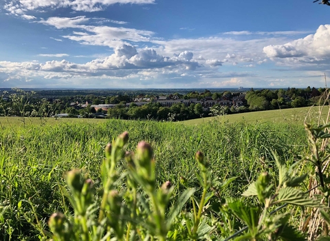 Pewley Down