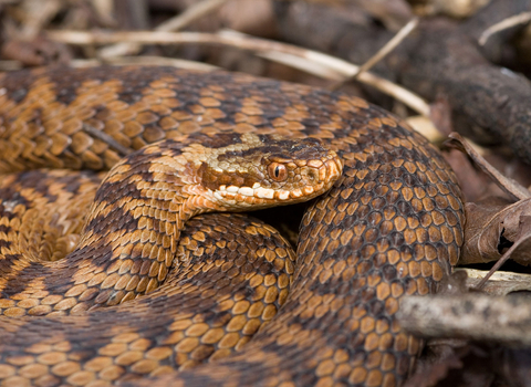 Adder