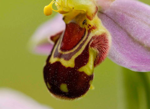 Bee orchid