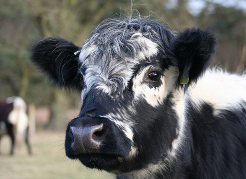 Belted galloway and calf calf