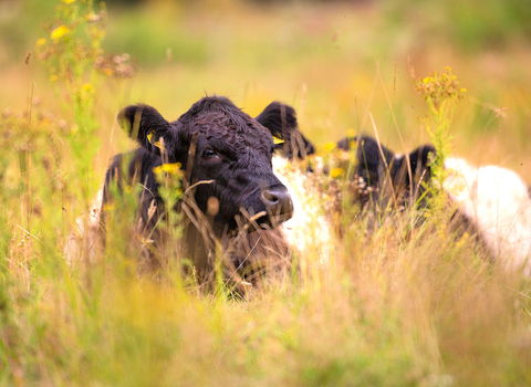 Belted galloway cattle