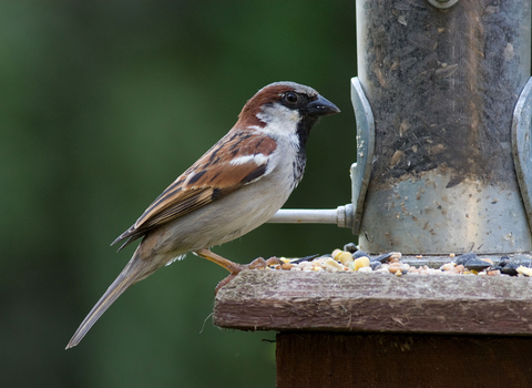 House sparrow on feeder
