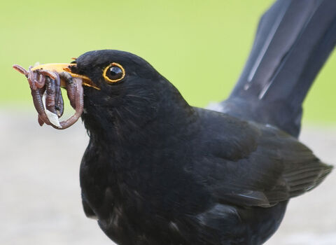 Black bird with worm