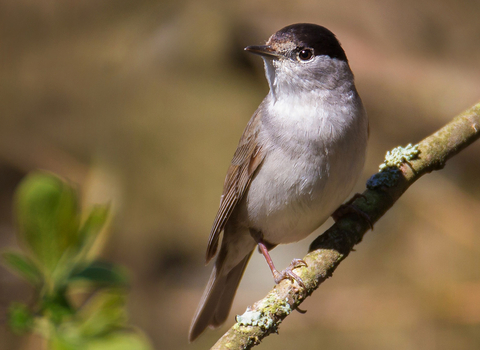 Blackcap