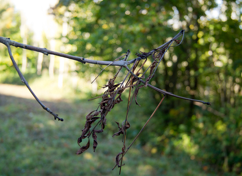 Ash dieback