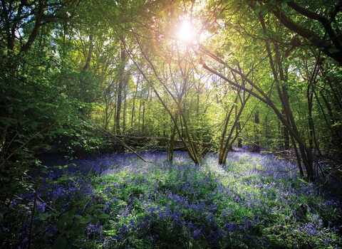 Cucknell's Wood