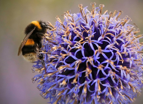 Buff tailed bumblebee