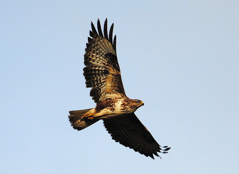 Buzzard