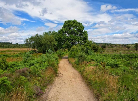Chobham Common