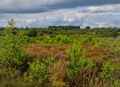 Chobham Common