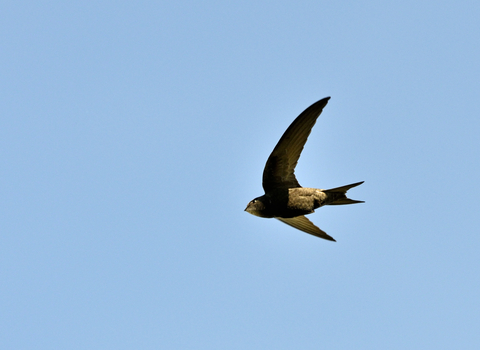 A swift in flight