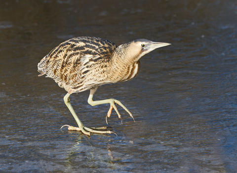 Bittern