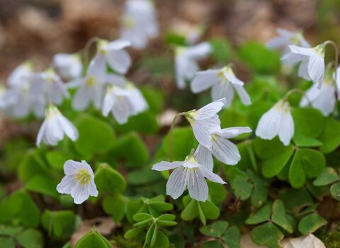 Wood sorrel