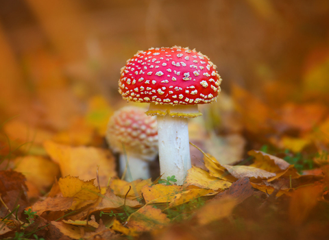 Fly agaric fungi