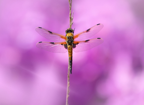 Four-spotted chaser