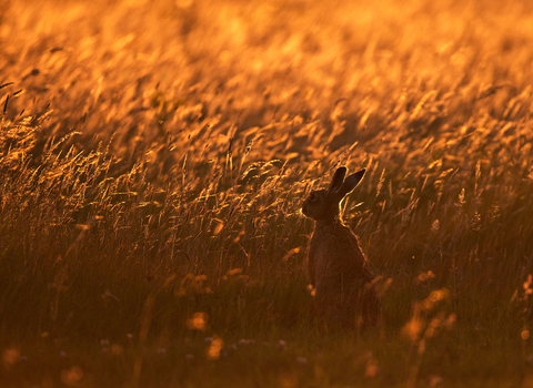 Hare in long grass at sunset