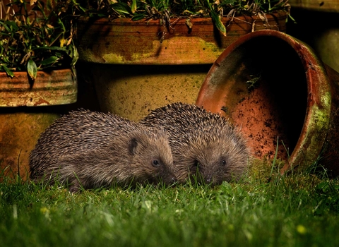 Hedgehogs